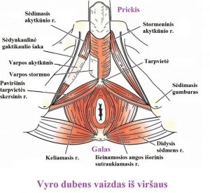 nervai ant varpos kokia erekcija po abstinencijos